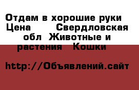 Отдам в хорошие руки › Цена ­ 1 - Свердловская обл. Животные и растения » Кошки   